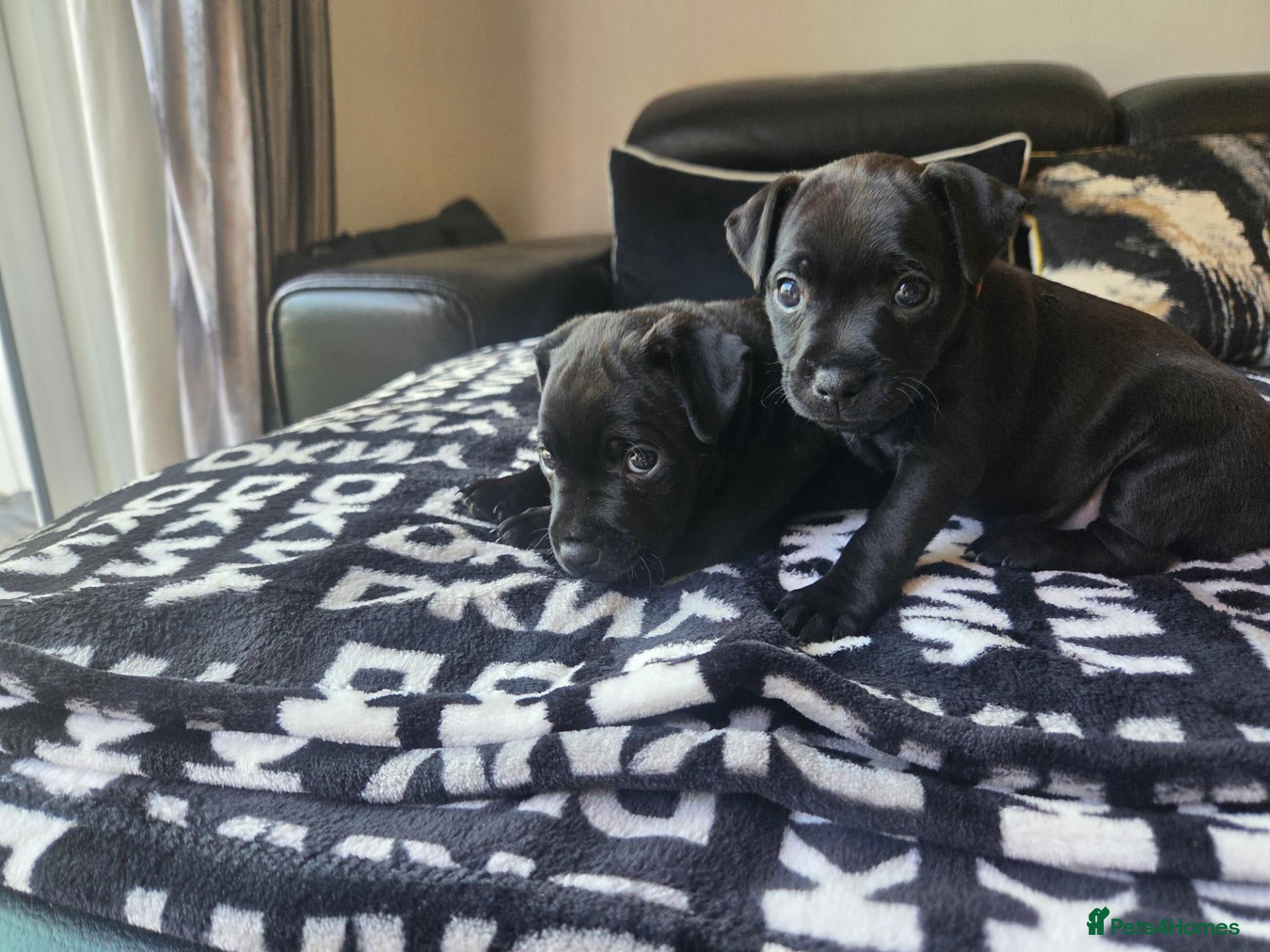 Patterdale Terrier dogs Patterdale Terrier Pups - Advert 10