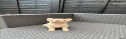French Bulldog dogs for sale: REDUCED FlOODLE /French bulldogs - Advert 27