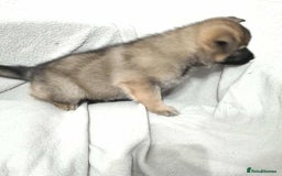 German Shepherd dogs for sale: BEAUTIFUL SABLE GERMAN SHEPHERD PUPS - Image 30