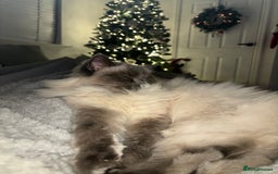 Ragdoll cats for sale: Female ragdoll 6 years old  - Image 8