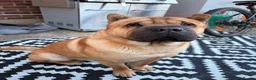 Mixed Breed dogs for sale: Sharpei/ chow chow  in Winchester - Advert 5