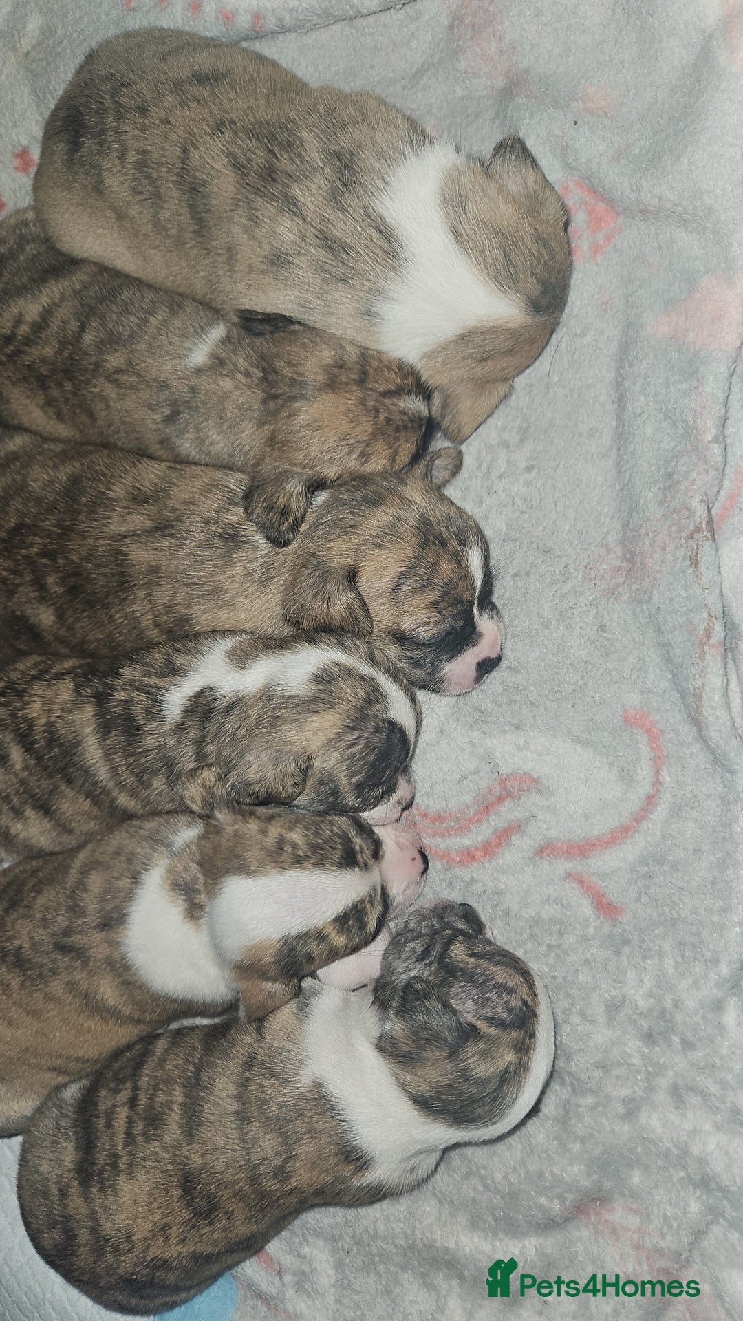 Mixed Breed dogs for sale: Beautiful Chihuahua Cross Puppies - Advert 4