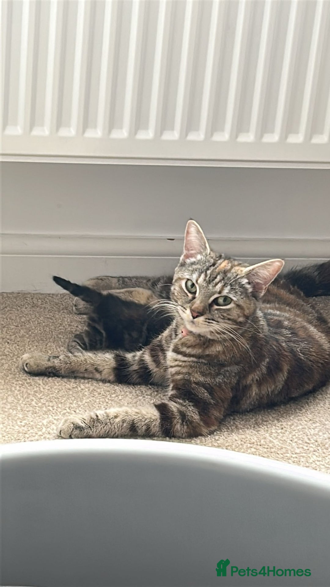 Mixed Breed cats for sale: One boy kitten - Image 4
