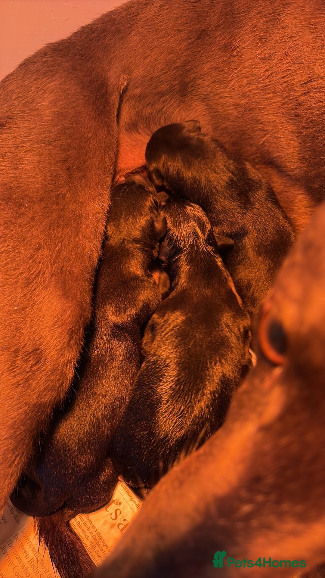 Lurcher dogs for sale: Lurcher pup - Advert 7