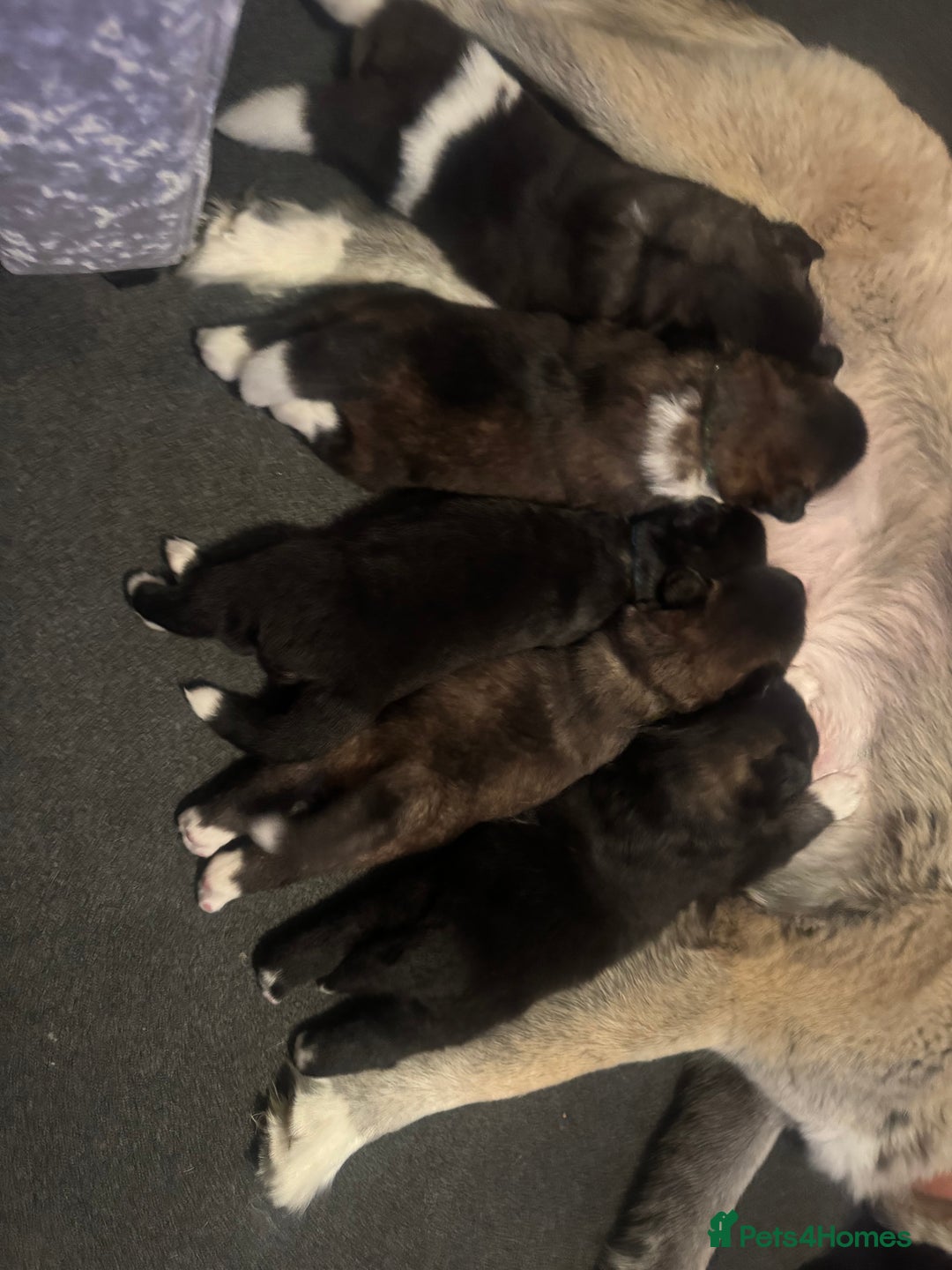Akita dogs for sale: Akita puppies for sale  - Advert 5