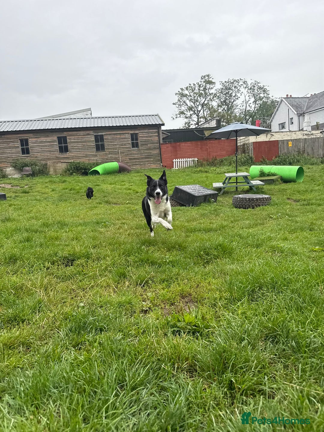 Border Collie dogs for sale: Gentle active pet border collie - Advert 2