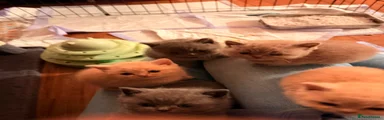 British Shorthair 1