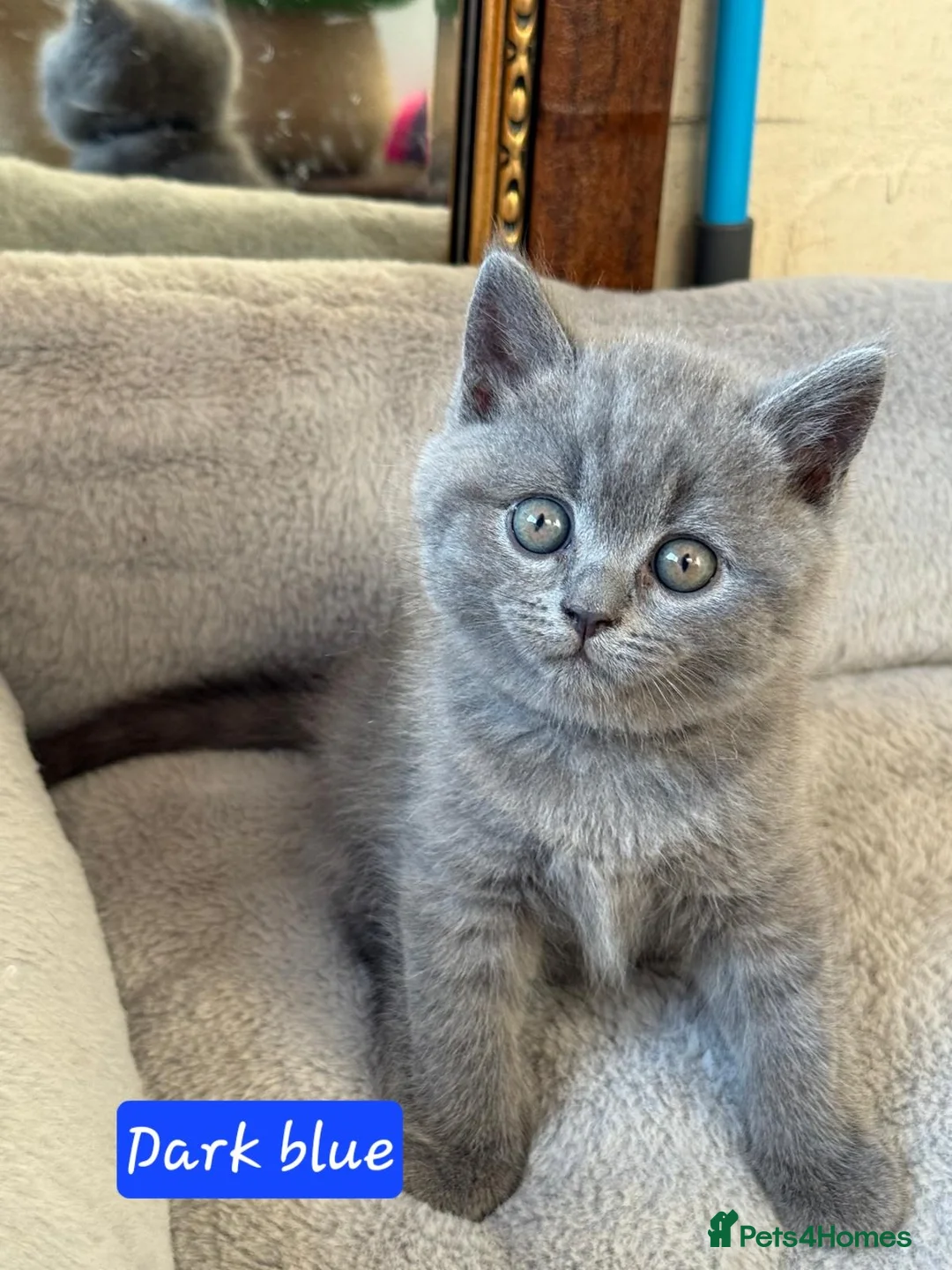 Scottish Fold cats for sale: 7 Scottish fold 😍beautiful  healthy kittens - Advert 2