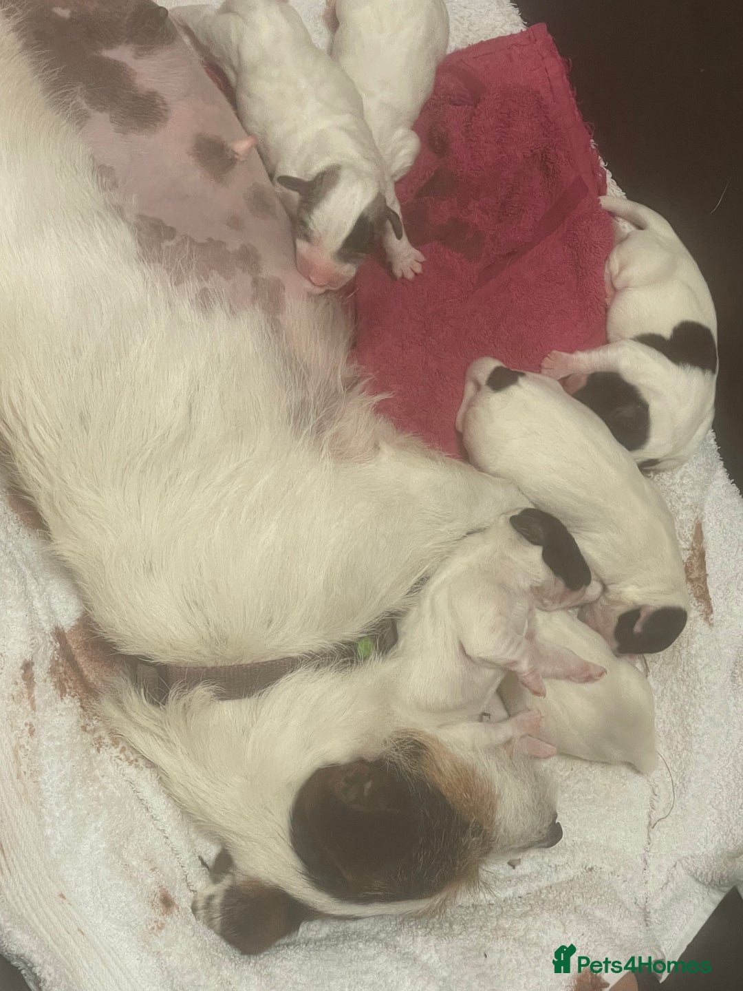 Jack Russell dogs for sale: Beautiful jack Russell puppies  - Advert 11