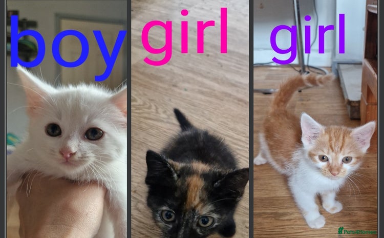 Mixed Breed cats - Advert 8