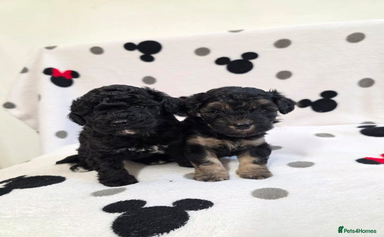 Maltipoo dogs - Advert 3