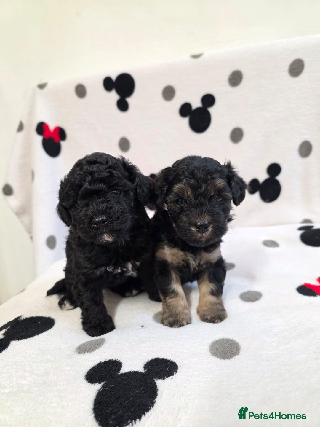 Maltipoo dogs for sale: Maltipoo Puppies 2 Beautiful Girls Available! - Image 1