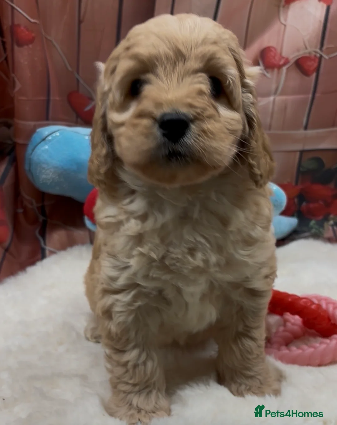 Cockapoo dogs for sale: Beautiful cockapoo  - Advert 11