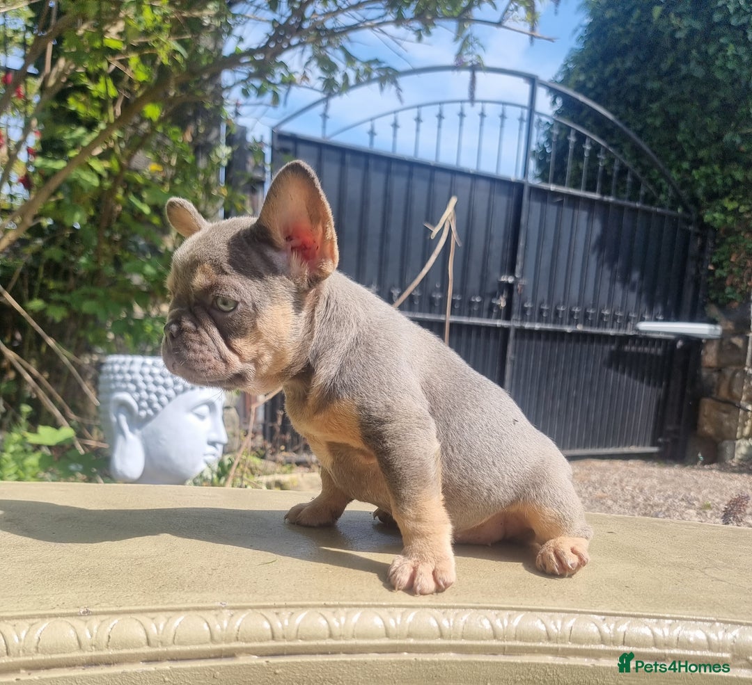 French Bulldog dogs for sale: Beautiful French bulldogs - Image 15