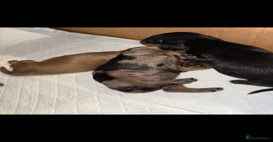 Miniature Dachshund dogs Stunning BLACK & TAN mini girl KC REG - Advert 13