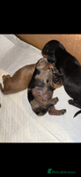 Miniature Dachshund dogs Stunning BLACK & TAN mini girl KC REG - Advert 5