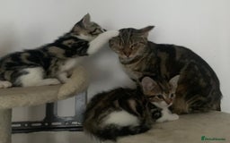 Mixed Breed cats for sale: Gorgeous tabby kittens are looking for new home  - Image 1