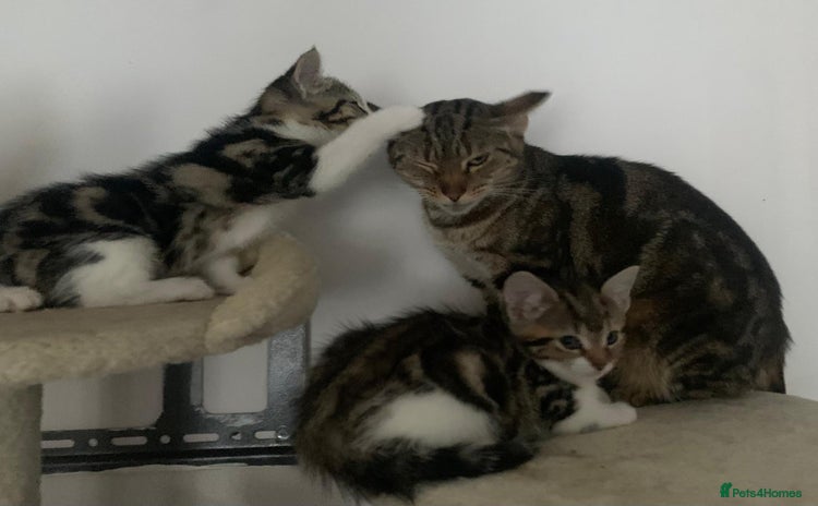 Mixed Breed cats for sale - Advert 1