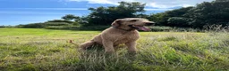 Goldendoodle dogs for sale: F1bb goldendoodle puppies  - Advert 6