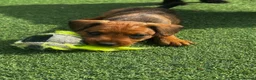 Patterdale Terrier dogs for sale: Fell terriers  - Advert 20