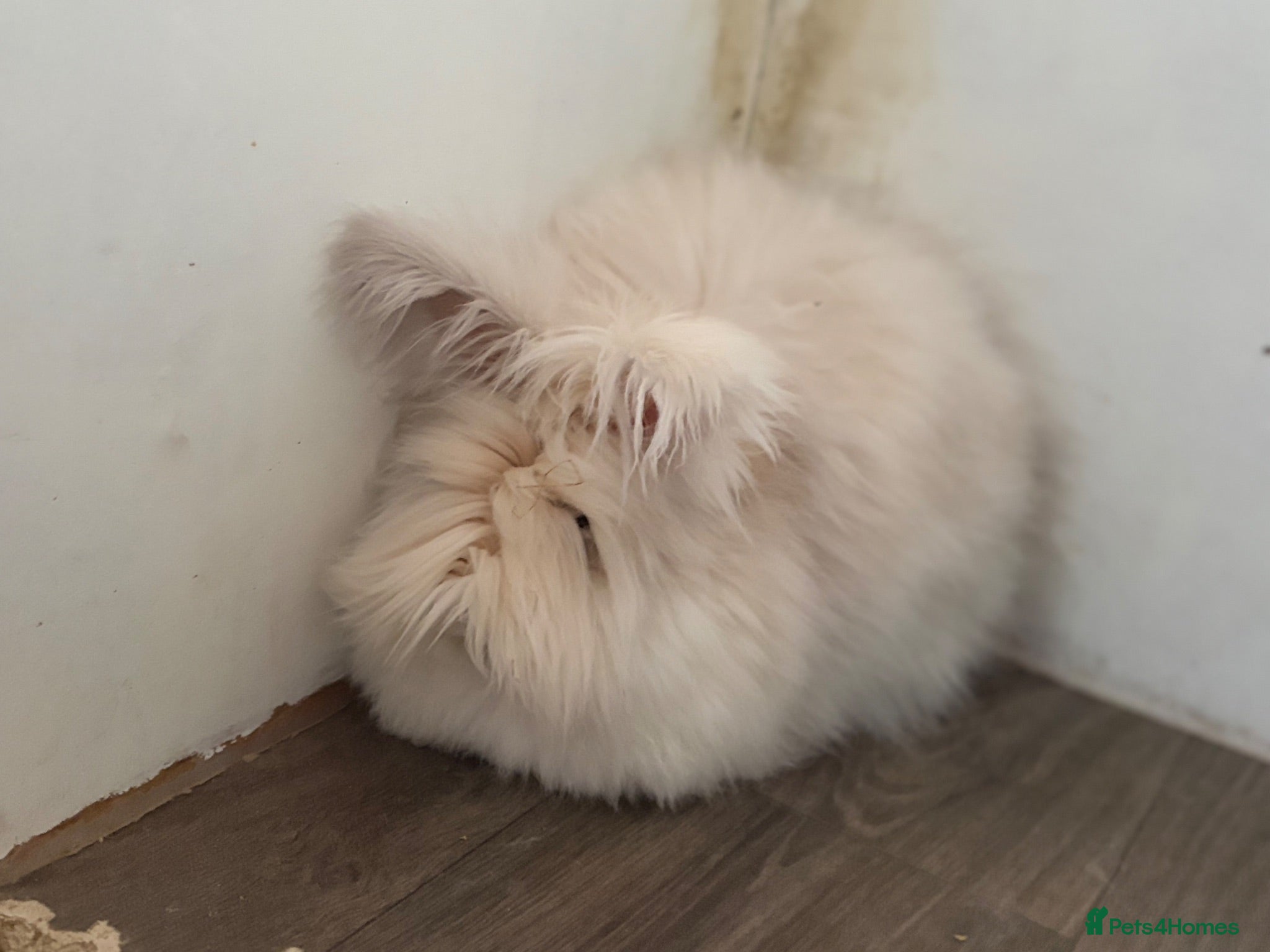 Angora rabbits Angora Rabbit to a good home - Advert 1