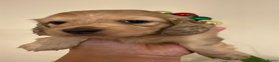 Miniature Dachshund Puppy 3