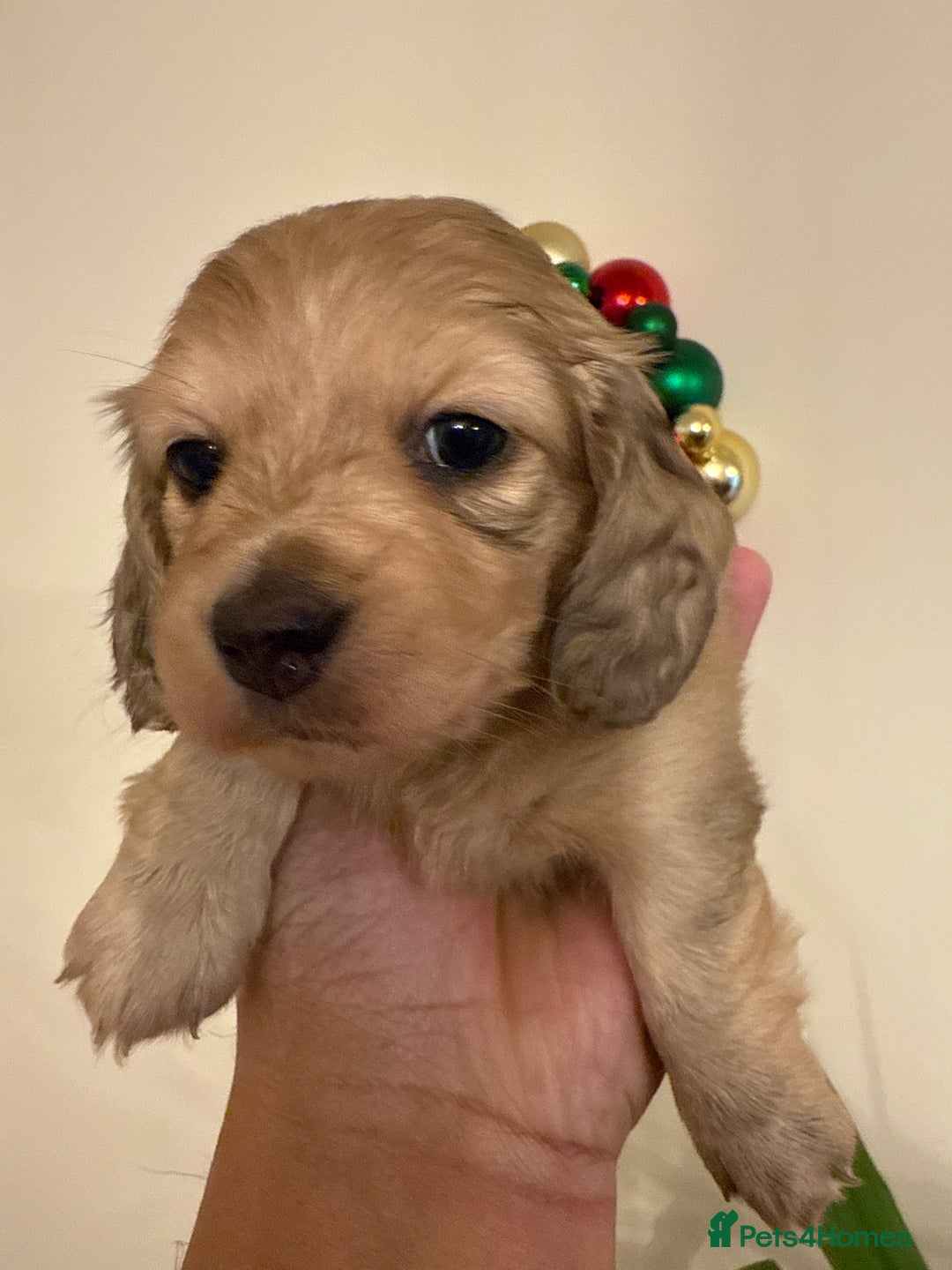 Miniature Dachshund dogs for sale: LONG HAIRED MINI DACSHUND  - Advert 12