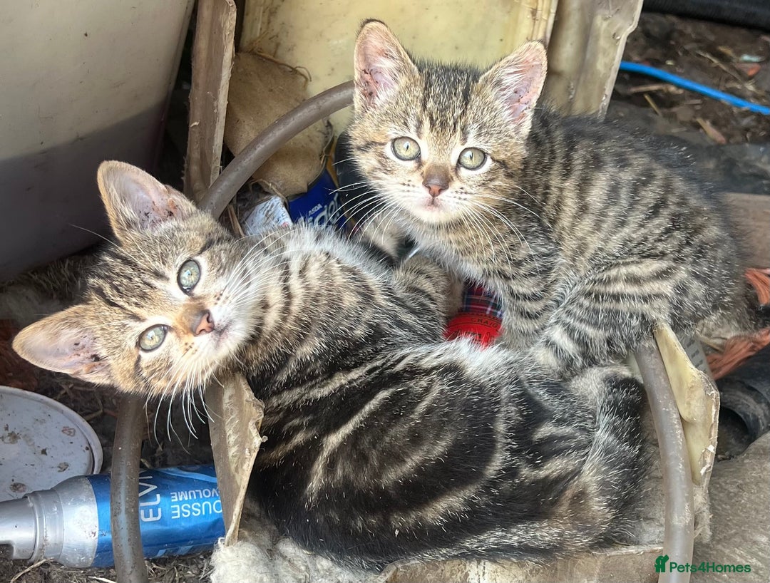 Mixed Breed cats for sale: Kittens - Image 4