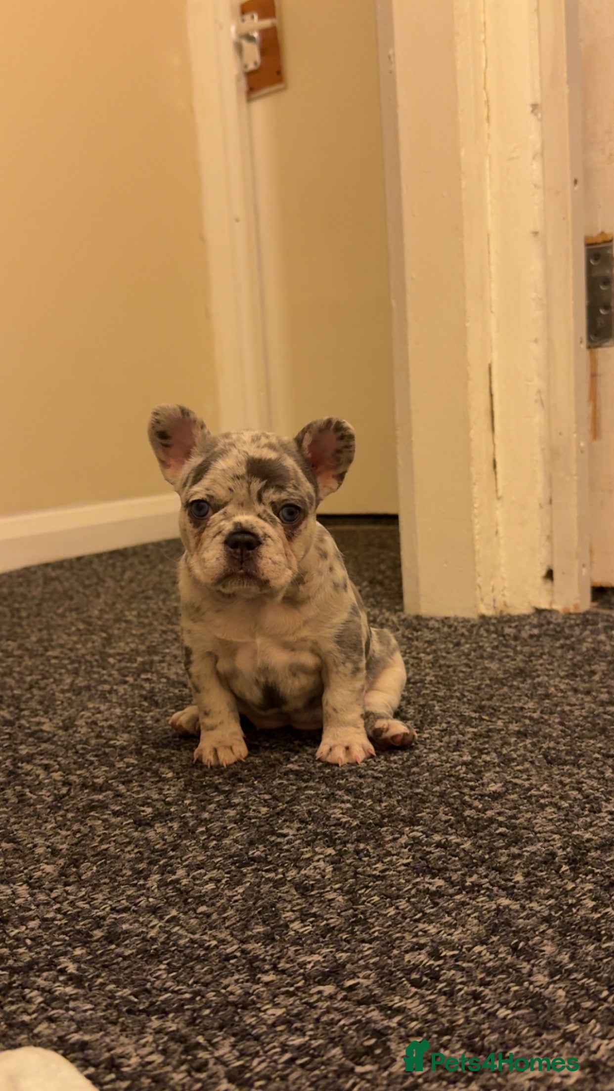 French Bulldog dogs Beautiful French Bulldog Puppies  - Advert 17