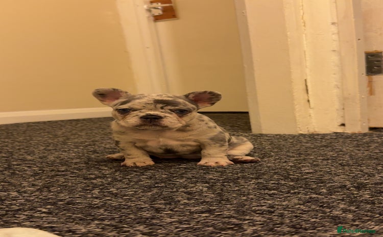 French Bulldog dogs - Advert 6