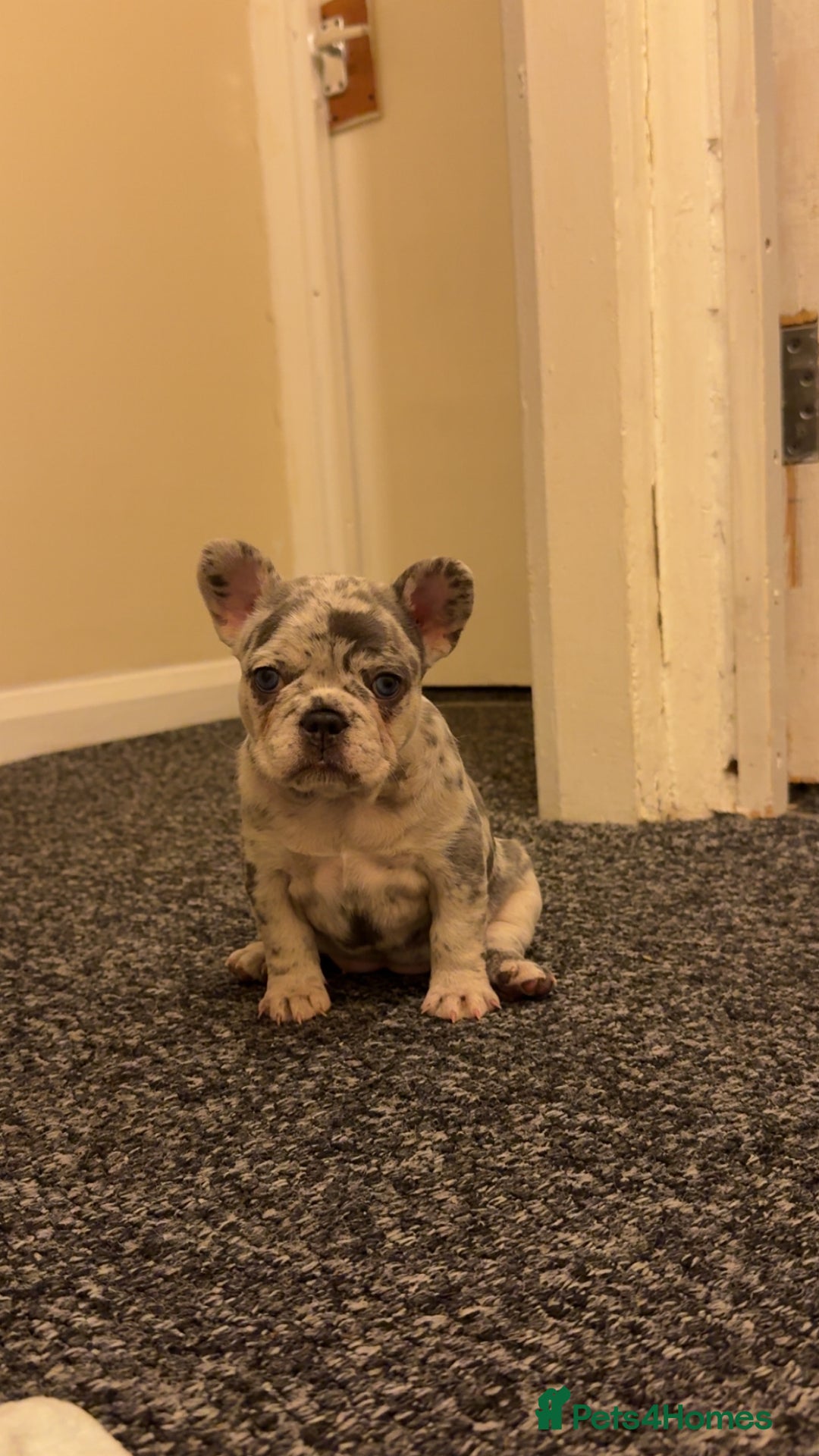 French Bulldog dogs for sale: Beautiful French Bulldog Puppies  - Image 1