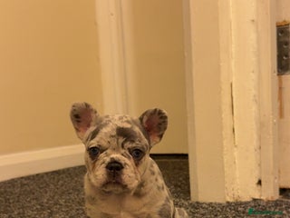 French Bulldog dogs - Advert 1