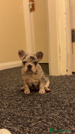 French Bulldog dogs - Advert 1