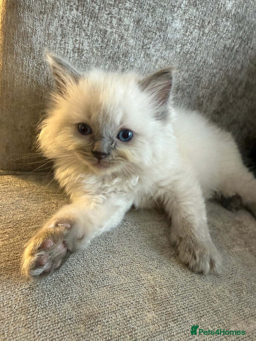 Ragdoll cats for sale: Beautiful Ragdoll Kittens  - Image 7