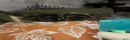 Maine Coon cats for sale: 3 Gorgeous Maine Coon x kittens - Advert 7