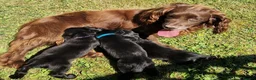 Sprocker dogs for sale:  Beautiful Sprocker puppies  in Pontypool - Advert 15
