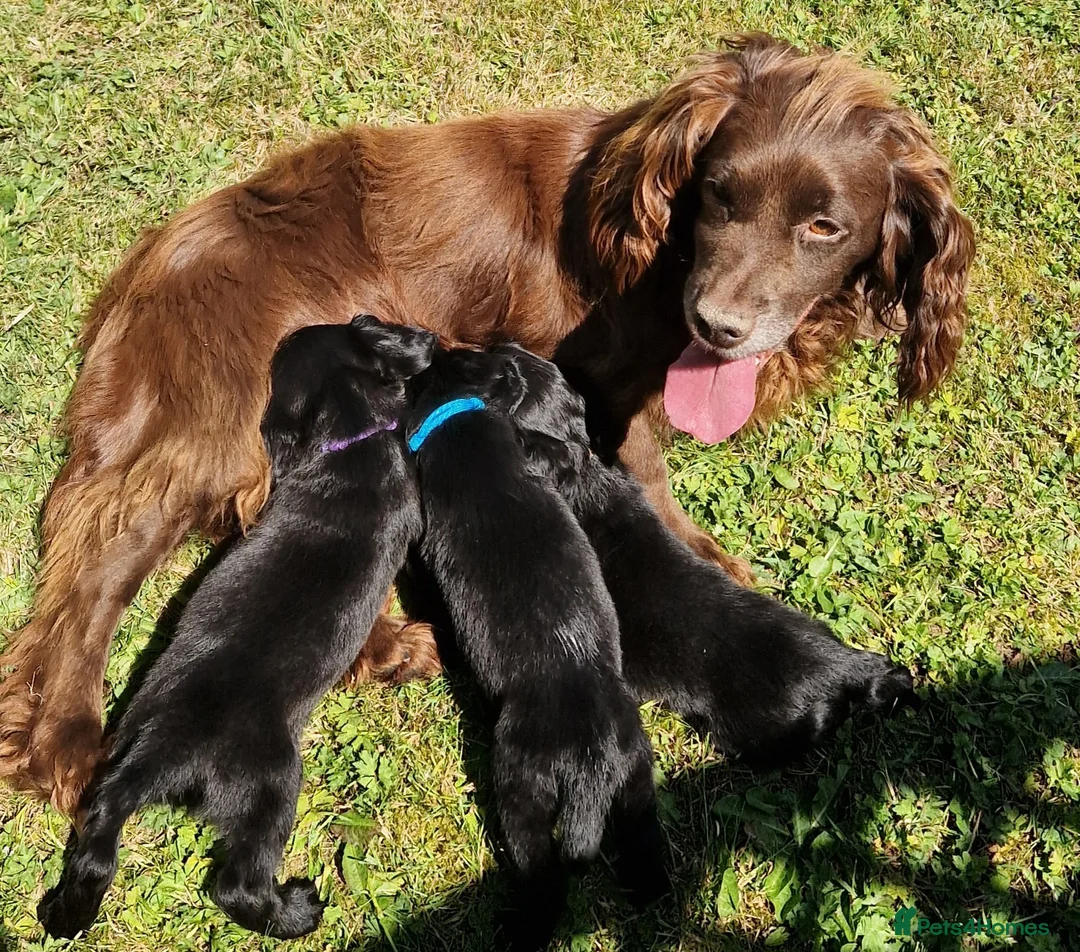 Sprocker dogs for sale:  Beautiful Sprocker puppies  in Pontypool - Advert 15