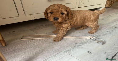 Cockapoo dogs - Advert 1
