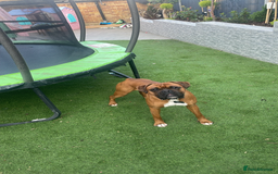 Boxer dogs for stud: 🐶Tony🐶 Boxer for stud  - Image 2