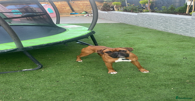 Boxer dogs - Advert 12