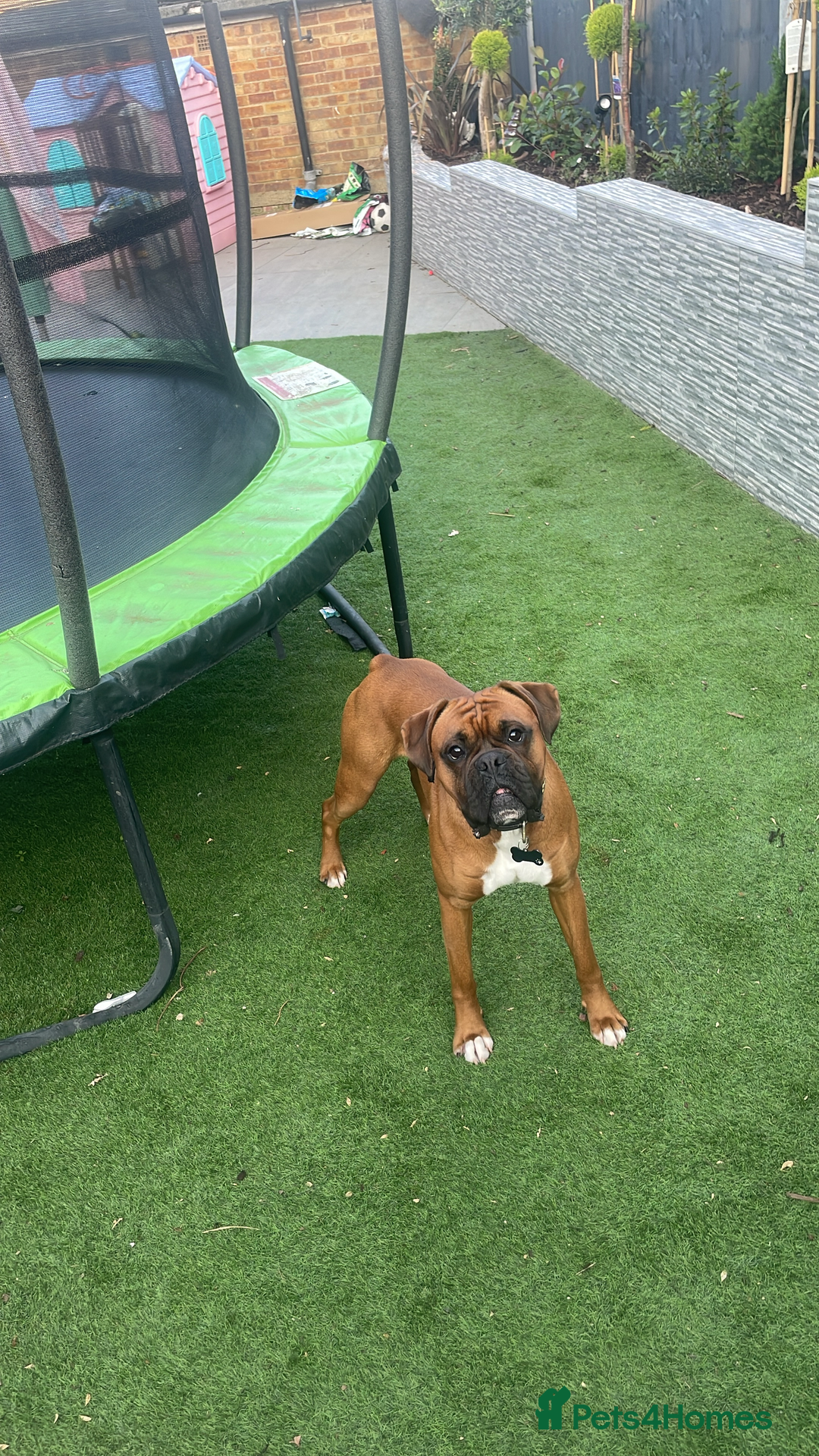 Boxer dogs for stud: 🐶Tony🐶 Boxer for stud  - Image 2