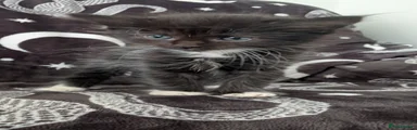 Maine Coon 3