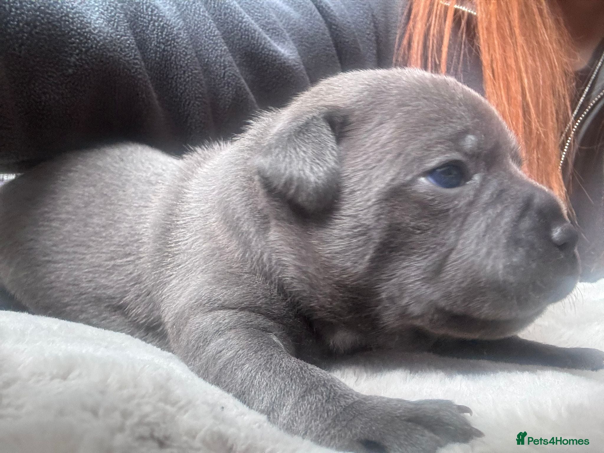 Staffordshire Bull Terrier dogs 💙Kc registered blue staffordshire bull terriers💙 - Advert 1