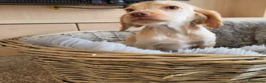 Cocker Spaniel 4
