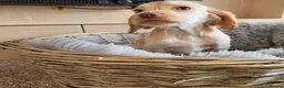 Cocker Spaniel dogs for sale: Working type Cocker spaniels- ready to leave now! - Advert 9