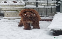 Cockapoo dogs for stud: Goregous Red F1 Cockapoo for Stud - Image 5
