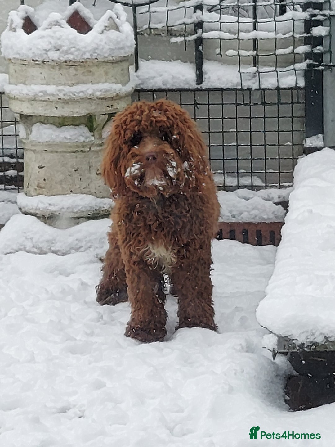 Cockapoo dogs for stud: Goregous Red F1 Cockapoo for Stud - Image 5