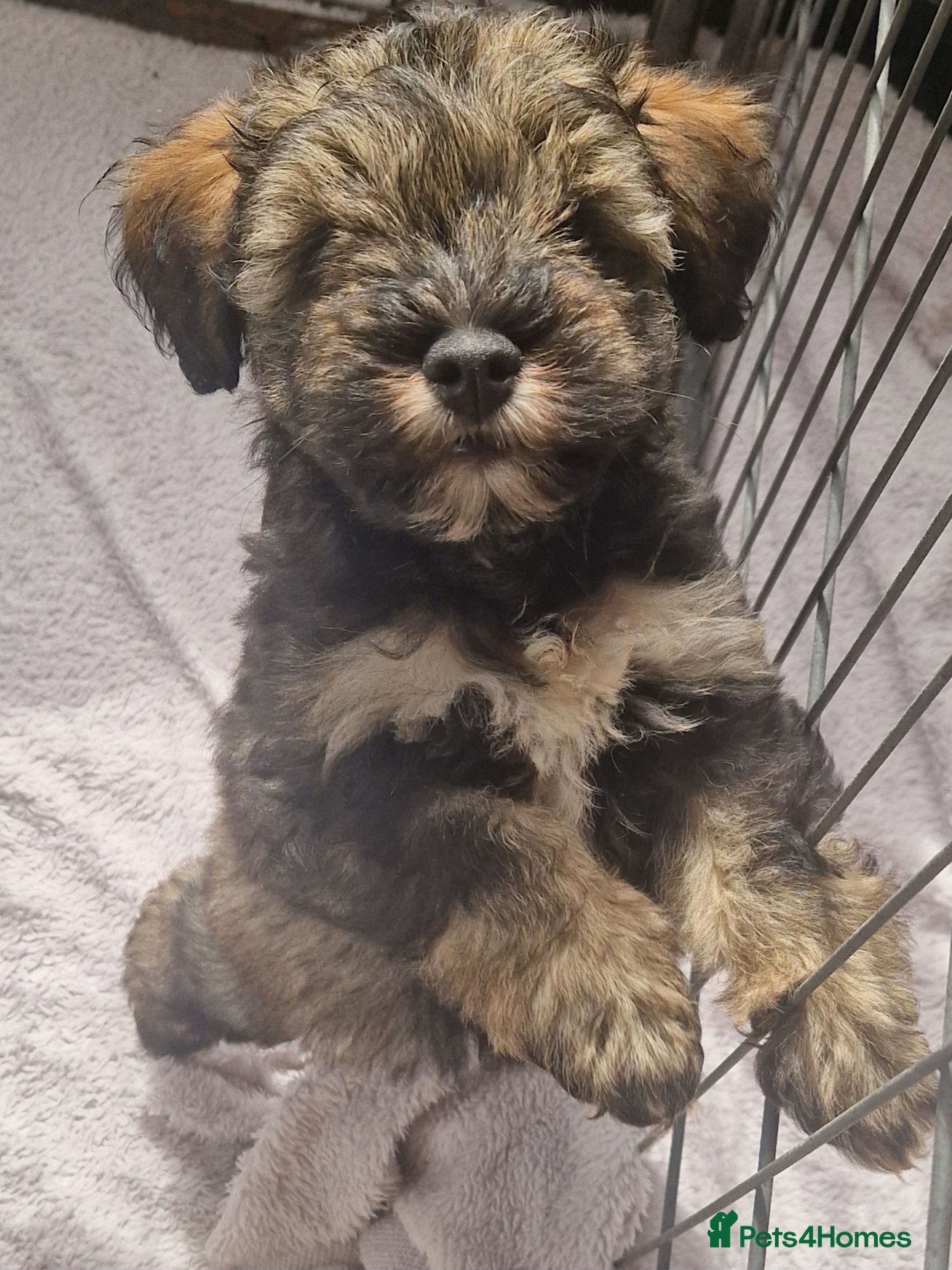 Miniature Schnauzer dogs Miniature schnauzer puppies  - Advert 6
