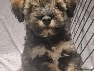 Miniature Schnauzer dogs Miniature schnauzer puppies - Advert 6