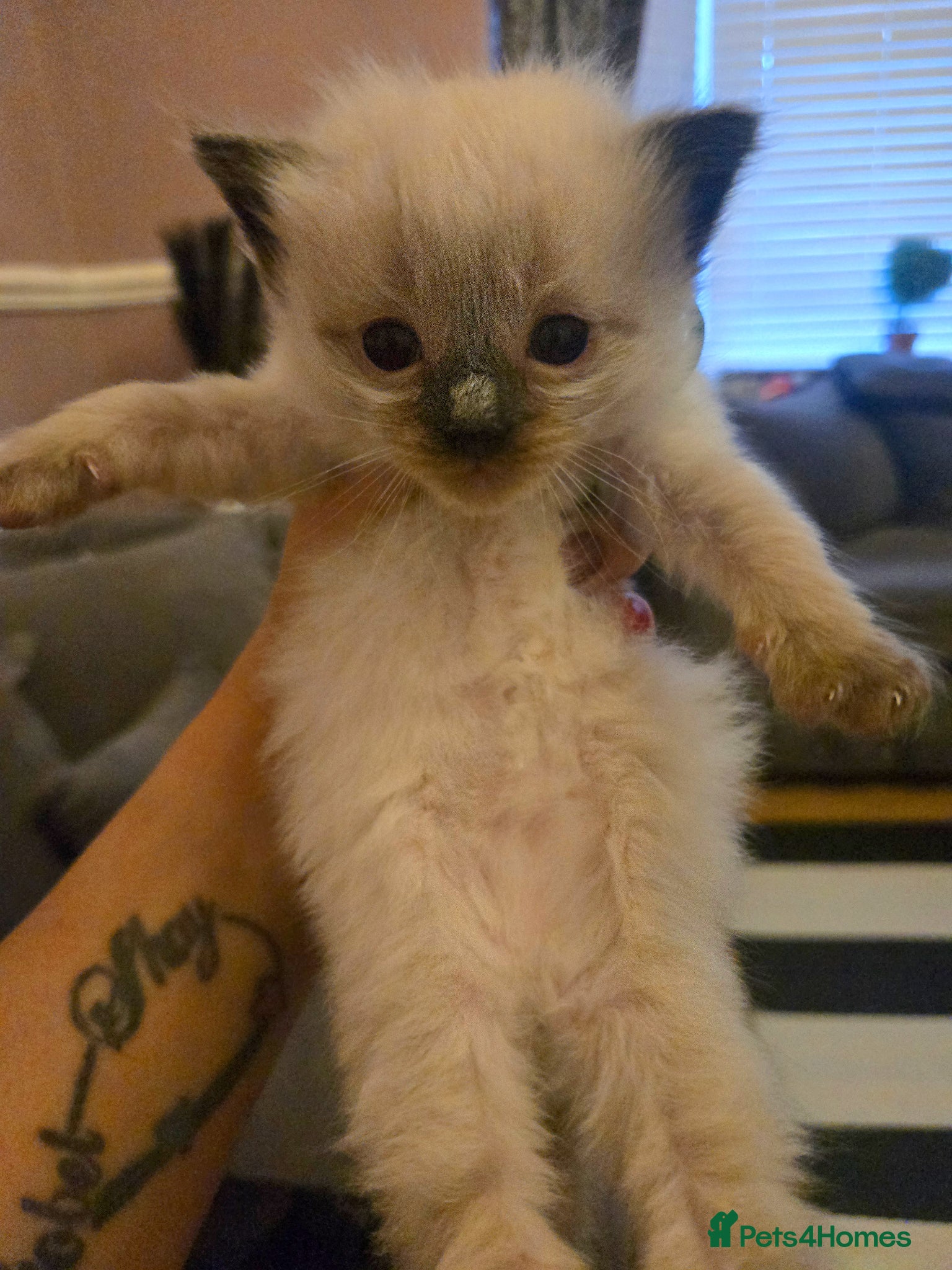 Ragdoll cats for sale: Stunning litter of Purebred Ragdoll kittens - Advert 14